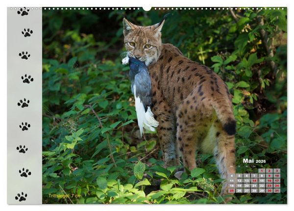 Produktbild: Tierspuren in der Natur (hochwertiger Premium Wandkalender 2026 DIN A2 quer), Kunstdruck in Hochglanz