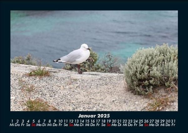 Produktbild: Vögel 2025 Fotokalender DIN A5