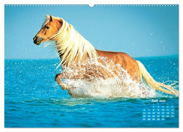 Produktbild: Haflinger: Die blonden Pferde von der Alm (Wandkalender 2026 DIN A2 quer), CALVENDO Monatskalender