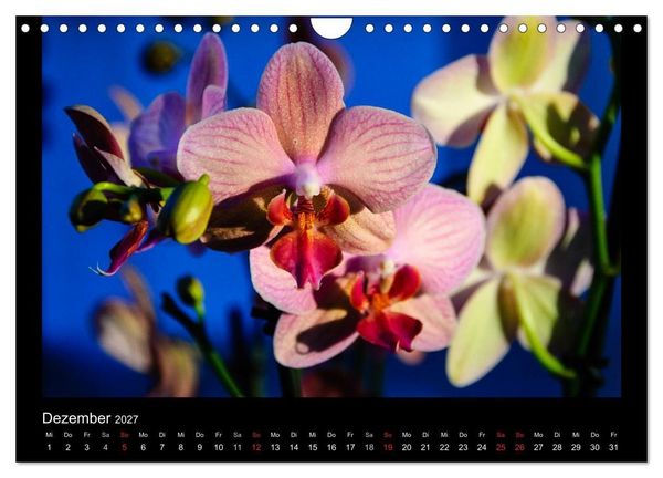 Produktbild: Wunderbare Orchideen (Wandkalender 2027 DIN A4 quer), CALVENDO Monatskalender