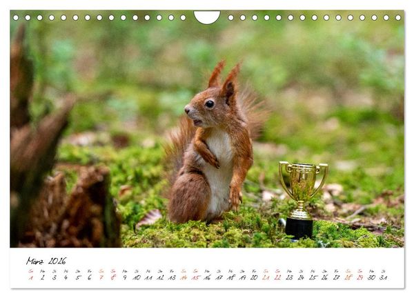 Produktbild: Die Schwarzwald-Eichh&ouml;rnchen (Wandkalender 2026 DIN A4 quer), CALVENDO Monatskalender