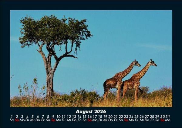 Produktbild: Tiere in der Wildnis 2026 Fotokalender DIN A5