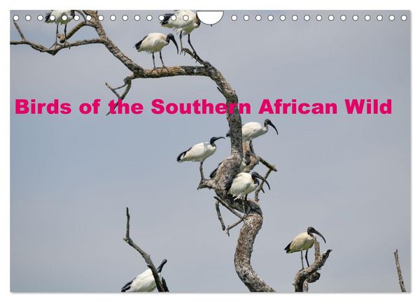 Produktbild: Birds of the Southern African Wild (Wall Calendar 2026 DIN A4 landscape), CALVENDO 12 Month Wall Calendar