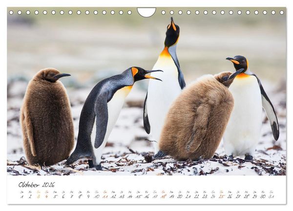 Produktbild: Tierisches von den Falklandinseln (Wandkalender 2026 DIN A4 quer), CALVENDO Monatskalender