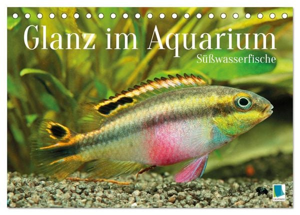 Produktbild: Glanz im Aquarium: S&uuml;&szlig;wasserfische (Tischkalender 2026 DIN A5 quer), CALVENDO Monatskalender