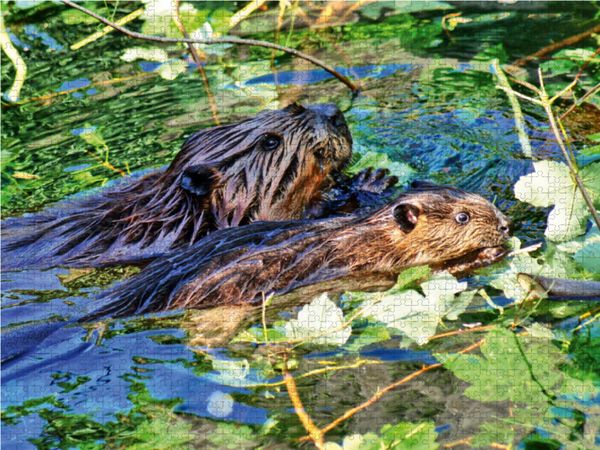 Produktbild: CALVENDO Puzzle Biber mit Jungtier 1000 Teile Lege-Gr&ouml;&szlig;e 64 x 48 cm Foto-Puzzle Bild von Kattobello