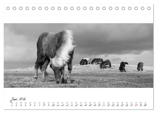 Produktbild: Islandpferde von Brimilsvellir (Tischkalender 2026 DIN A5 quer), CALVENDO Monatskalender