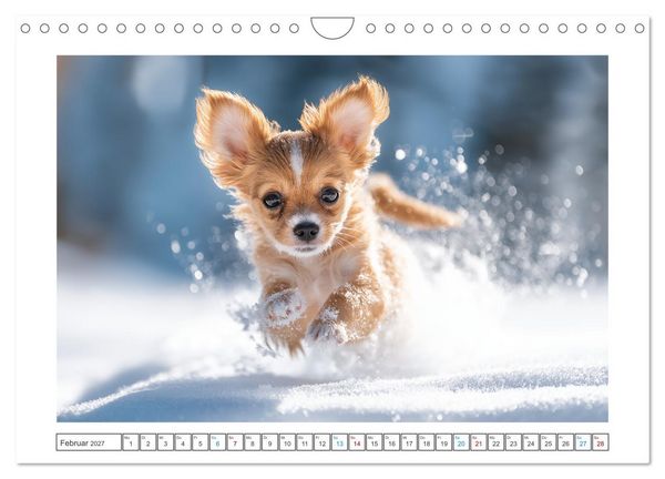 Produktbild: Chihuahua Gl&uuml;cksmomente (Wandkalender 2027 DIN A4 quer), CALVENDO Monatskalender