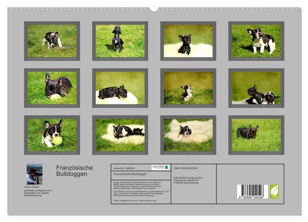 Produktbild: Franz&ouml;sische Bulldoggen (hochwertiger Premium Wandkalender 2027 DIN A2 quer), Kunstdruck in Hochglanz