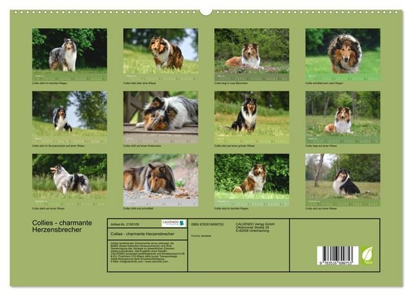 Produktbild: Collies - charmante Herzensbrecher (hochwertiger Premium Wandkalender 2026 DIN A2 quer), Kunstdruck in Hochglanz