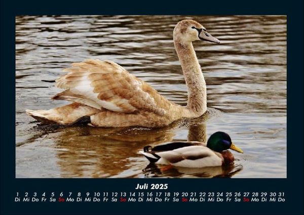 Produktbild: Enten 2025 Fotokalender DIN A4