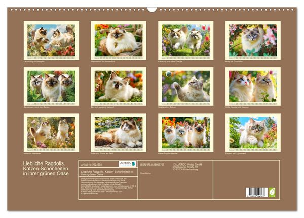 Produktbild: Liebliche Ragdolls. Katzen-Sch&ouml;nheiten in ihrer gr&uuml;nen Oase (Wandkalender 2026 DIN A2 quer), CALVENDO Monatskalender