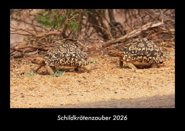 Produktbild: Schildkr&ouml;tenzauber 2026 Fotokalender DIN A3