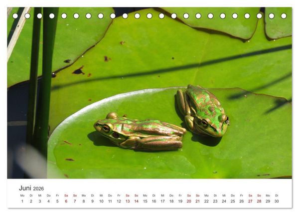 Produktbild: Fr&ouml;sche - Die wundersch&ouml;ne Welt der bunten H&uuml;pfer. (Tischkalender 2026 DIN A5 quer), CALVENDO Monatskalender