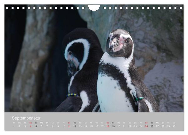 Produktbild: Pinguine 2027 (Wandkalender 2027 DIN A4 quer), CALVENDO Monatskalender