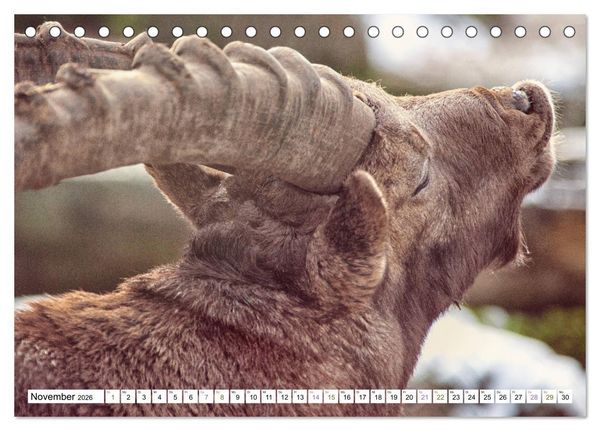 Produktbild: Steinb&ouml;cke - imposante Tiere (Tischkalender 2026 DIN A5 quer), CALVENDO Monatskalender
