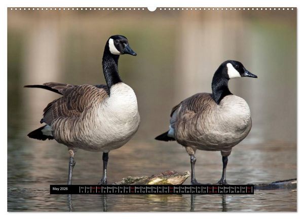 Produktbild: CANADA GOOSE / UK-Version (High Quality Premium Wall Calendar 2026 DIN A2 landscape),CALVENDO 12 Month Wall Calendar