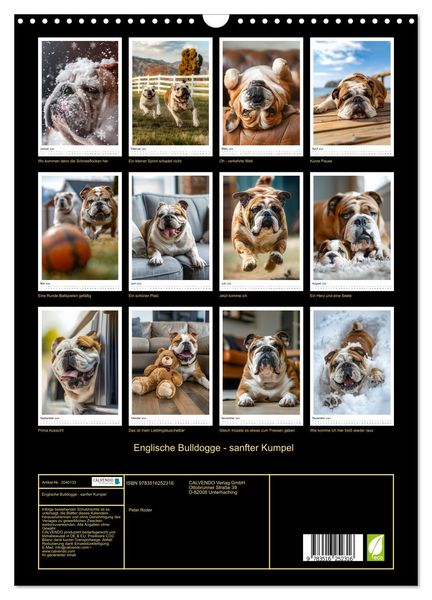 Produktbild: Englische Bulldogge - sanfter Kumpel (Wandkalender 2026 DIN A3 hoch), CALVENDO Monatskalender