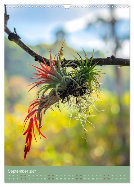 Produktbild: Bromelienzauber (Wandkalender 2027 DIN A3 hoch), CALVENDO Monatskalender