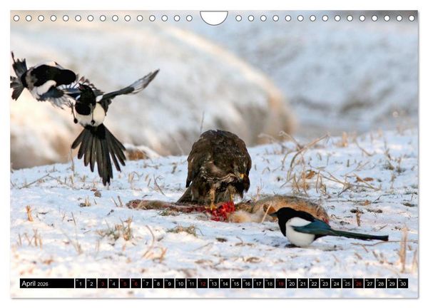 Produktbild: GREIFV&Ouml;GEL wild & frei (Wandkalender 2026 DIN A4 quer), CALVENDO Monatskalender