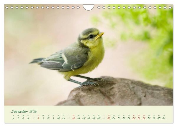 Produktbild: Elternzeit - das Familienleben der Blaumeisen (Wandkalender 2026 DIN A4 quer), CALVENDO Monatskalender