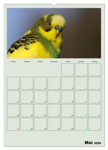 Produktbild: Wellensittiche Terminplaner (hochwertiger Premium Wandkalender 2026 DIN A2 hoch), Kunstdruck in Hochglanz