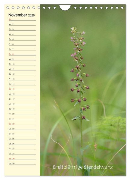 Produktbild: Wildwachsende Orchideen in Bayern (Wandkalender 2026 DIN A4 hoch), CALVENDO Monatskalender