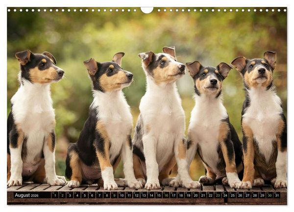 Produktbild: Smooth Collies (Wandkalender 2026 DIN A3 quer), CALVENDO Monatskalender