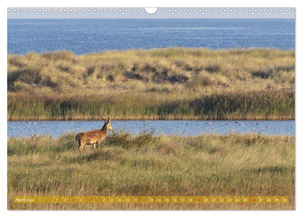 Produktbild: Dar&szlig;-Zingst Naturimpressionen (Wandkalender 2026 DIN A3 quer), CALVENDO Monatskalender