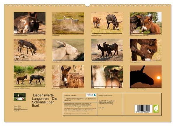 Produktbild: Liebenswerte Langohren - Die Sch&ouml;nheit der Esel (hochwertiger Premium Wandkalender 2026 DIN A2 quer), Kunstdruck in Hochglanz