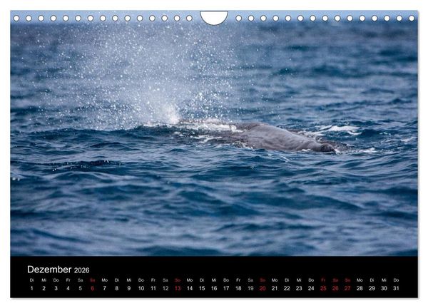 Produktbild: Wale (Wandkalender 2026 DIN A4 quer), CALVENDO Monatskalender