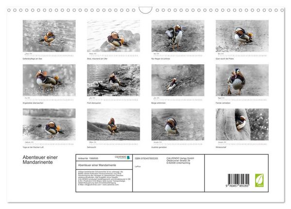 Produktbild: Abenteuer einer Mandarinente (Wandkalender 2026 DIN A3 quer), CALVENDO Monatskalender