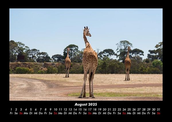 Produktbild: Giraffen 2025 Fotokalender DIN A3