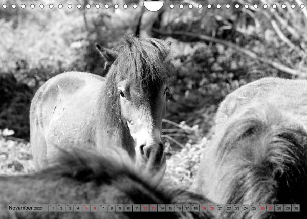 Produktbild: Die letzten Wildpferde Exmoor Ponys (Wandkalender 2022 DIN A4 quer)