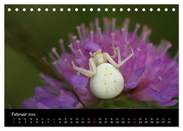 Produktbild: Heimische Spinnen (Tischkalender 2026 DIN A5 quer), CALVENDO Monatskalender