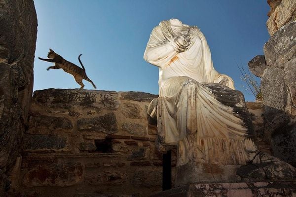 Produktbild: Cats Of Ephesos