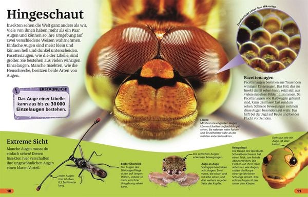 Produktbild: Superchecker! Insekten