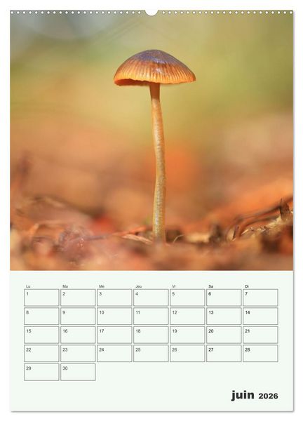 Produktbild: Champignons magiques - Beaut&eacute;s &eacute;ph&eacute;m&egrave;res (Calendrier mural 2026 DIN A2 horizontal), CALVENDO calendrier mensuel
