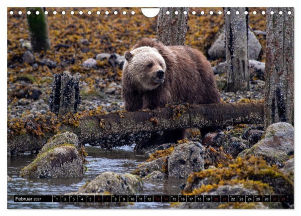 Produktbild: Grizzlys und Geisterb&auml;ren - Glendale Cove, Kanada (Wandkalender 2027 DIN A4 quer), CALVENDO Monatskalender