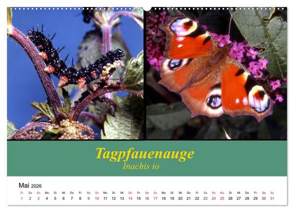 Produktbild: Zwei Leben, Raupe und Schmetterling (Wandkalender 2026 DIN A2 quer), CALVENDO Monatskalender