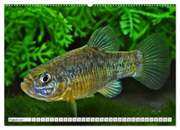 Produktbild: Outdoor-Aquaristik (Wandkalender 2027 DIN A2 quer), CALVENDO Monatskalender