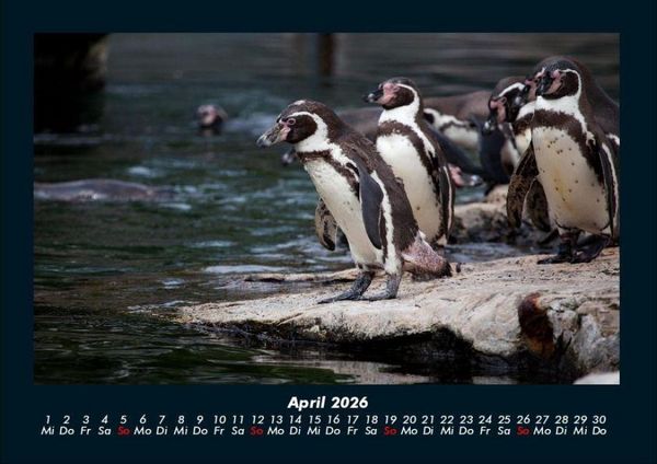 Produktbild: Pinguine & Eisb&auml;ren 2026 Fotokalender DIN A4