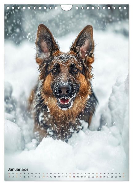 Produktbild: Deutscher Sch&auml;ferhund - mutig und zuverl&auml;ssig (Wandkalender 2026 DIN A4 hoch), CALVENDO Monatskalender