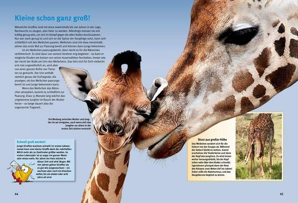 Produktbild: Entdecke die Giraffen