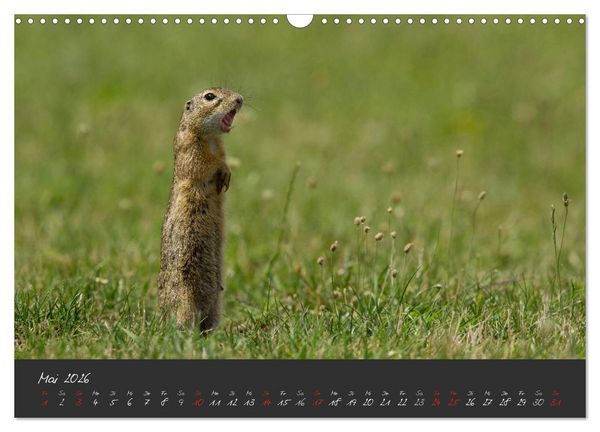 Produktbild: Natur erleben Seewinkel-Neusiedlersee (Wandkalender 2026 DIN A3 quer), CALVENDO Monatskalender