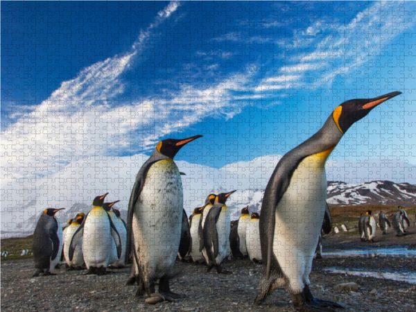 Produktbild: CALVENDO Puzzle Pinguine-Marsch | 1000 Teile Lege-Gr&ouml;&szlig;e 64x48cm Foto-Puzzle f&uuml;r gl&uuml;ckliche Stunden