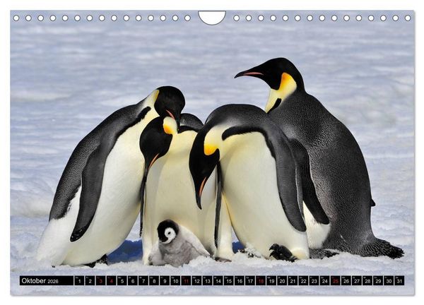 Produktbild: Pinguine - Watscheln im festlichen Kleid (Wandkalender 2026 DIN A4 quer), CALVENDO Monatskalender