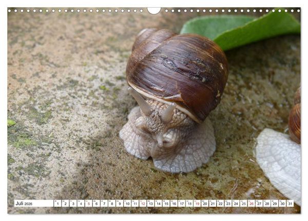 Produktbild: Meine Schnecken (Wandkalender 2026 DIN A3 quer), CALVENDO Monatskalender