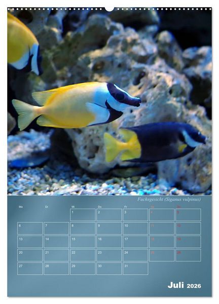 Produktbild: Bunte Riffbewohner - Fische, Anemonen und noch viel mehr (Wandkalender 2026 DIN A2 hoch), CALVENDO Monatskalender
