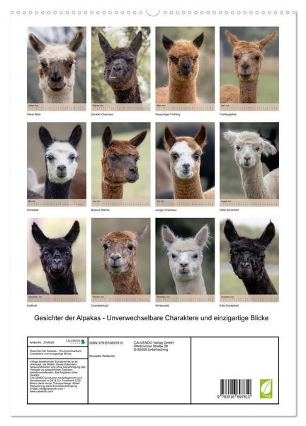 Produktbild: Gesichter der Alpakas - Unverwechselbare Charaktere und einzigartige Blicke (hochwertiger Premium Wandkalender 2026 DIN A2 hoch), Kunstdruck in Hochglanz